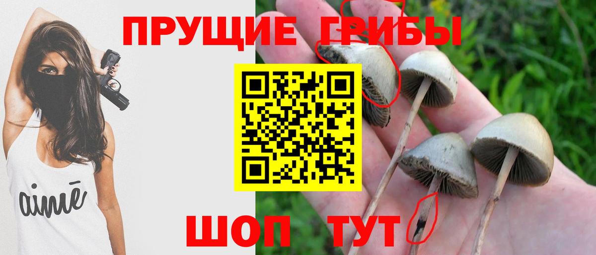 Псилоцибиновые грибы Psilocybe Электрогорск